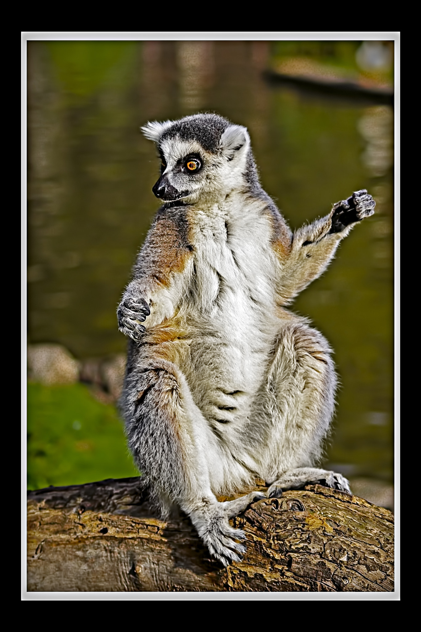 Pentax K-m (K2000) sample photo. Lemur photography
