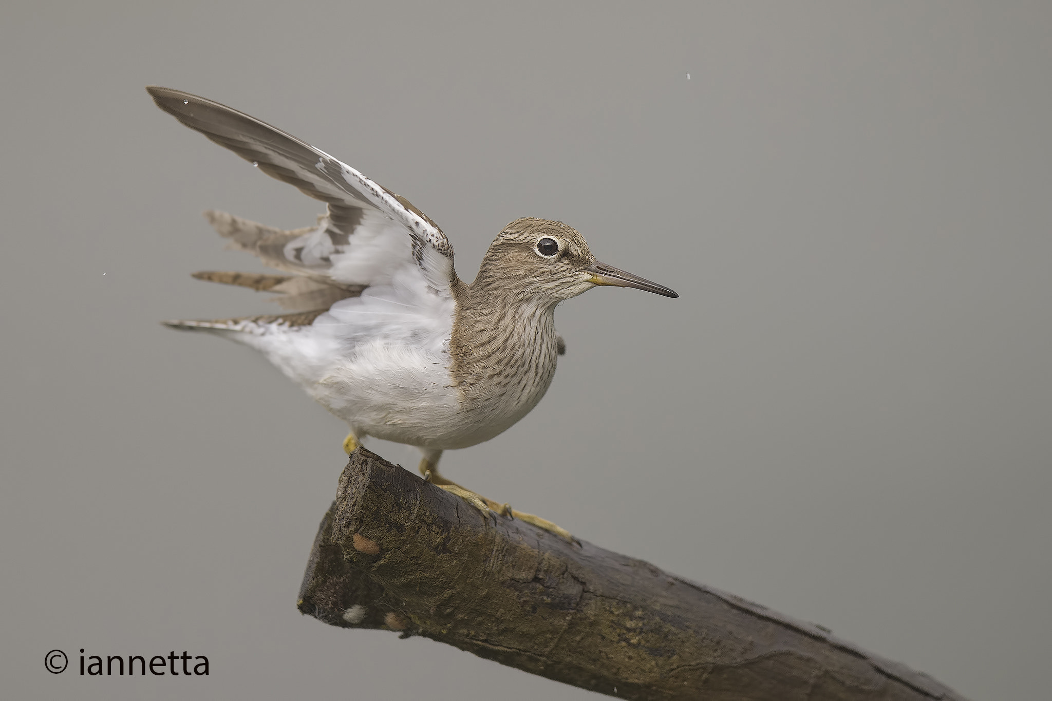 Nikon AF-S Nikkor 400mm F2.8G ED VR II sample photo. Piro piro piccolo photography