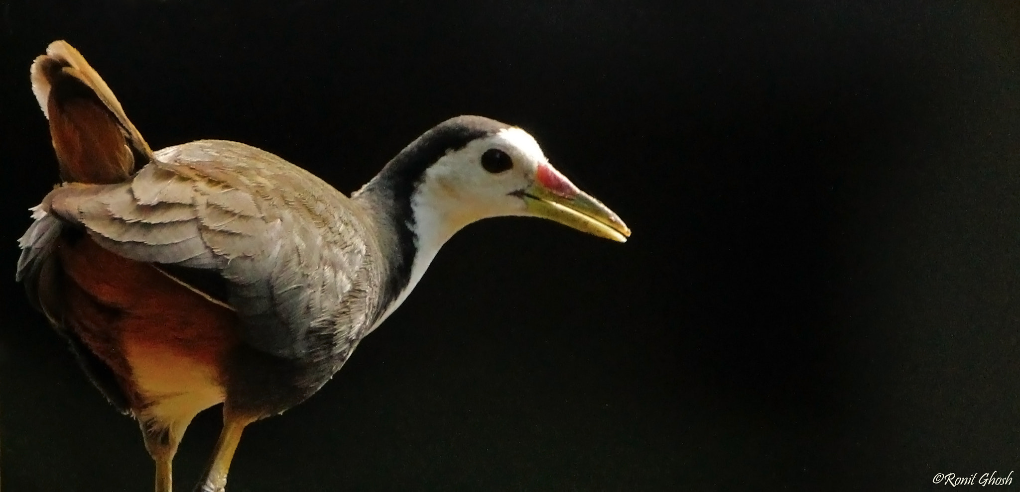 Tamron SP 150-600mm F5-6.3 Di VC USD sample photo. White-breasted waterhen. photography