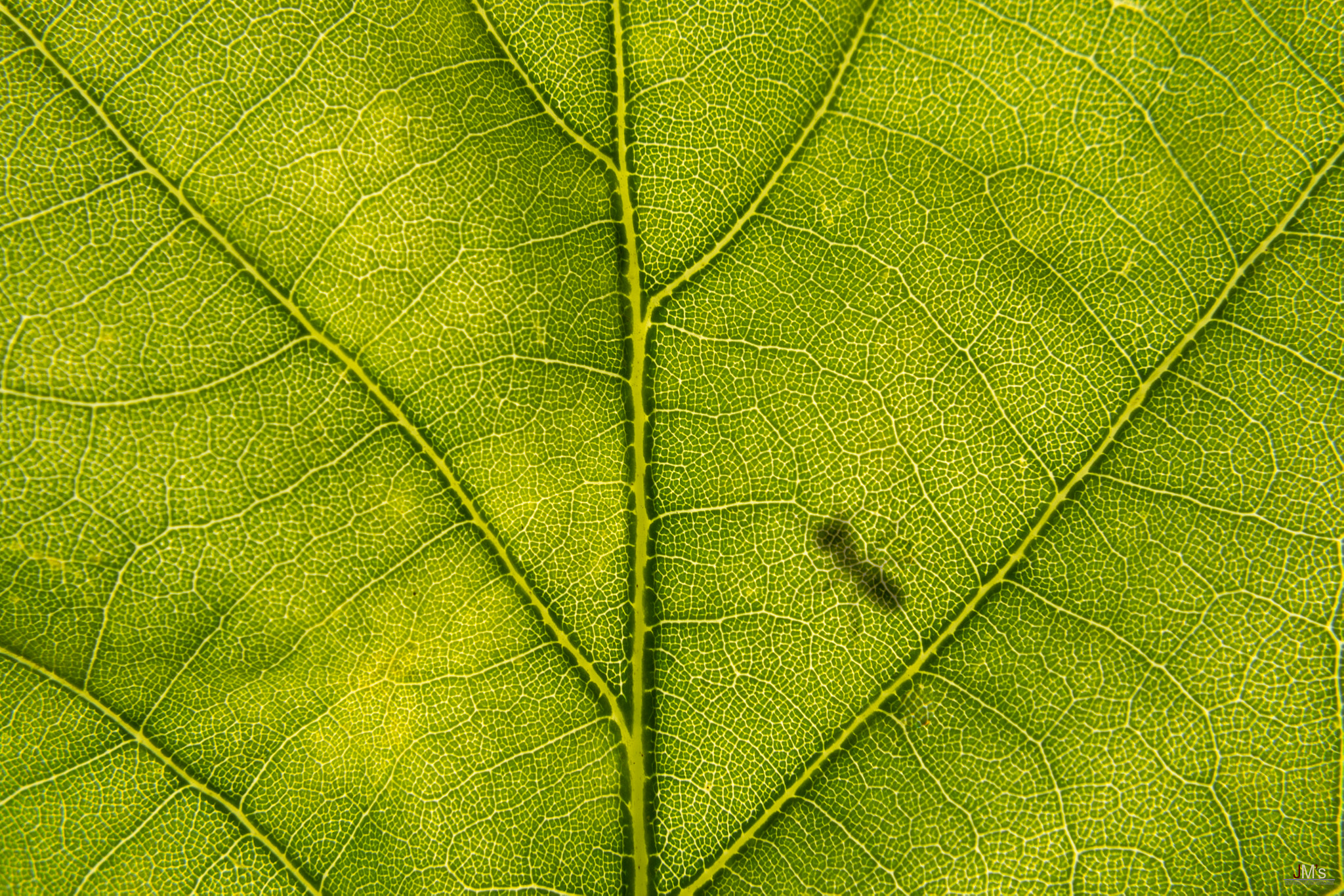 AF Zoom-Nikkor 35-80mm f/4-5.6D N sample photo. Find the way photography