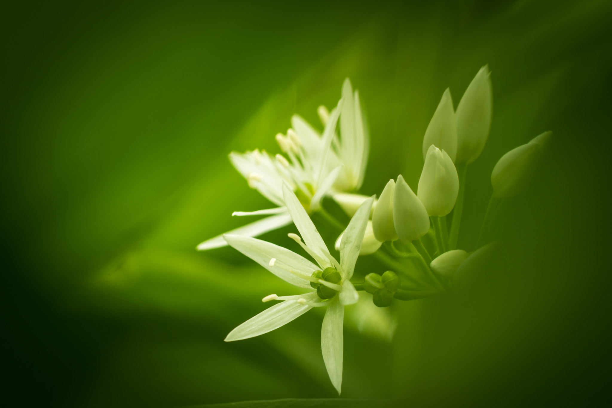 Sony a7R II + Sony 100mm F2.8 Macro sample photo. Bärlauch (allium ursinum) photography