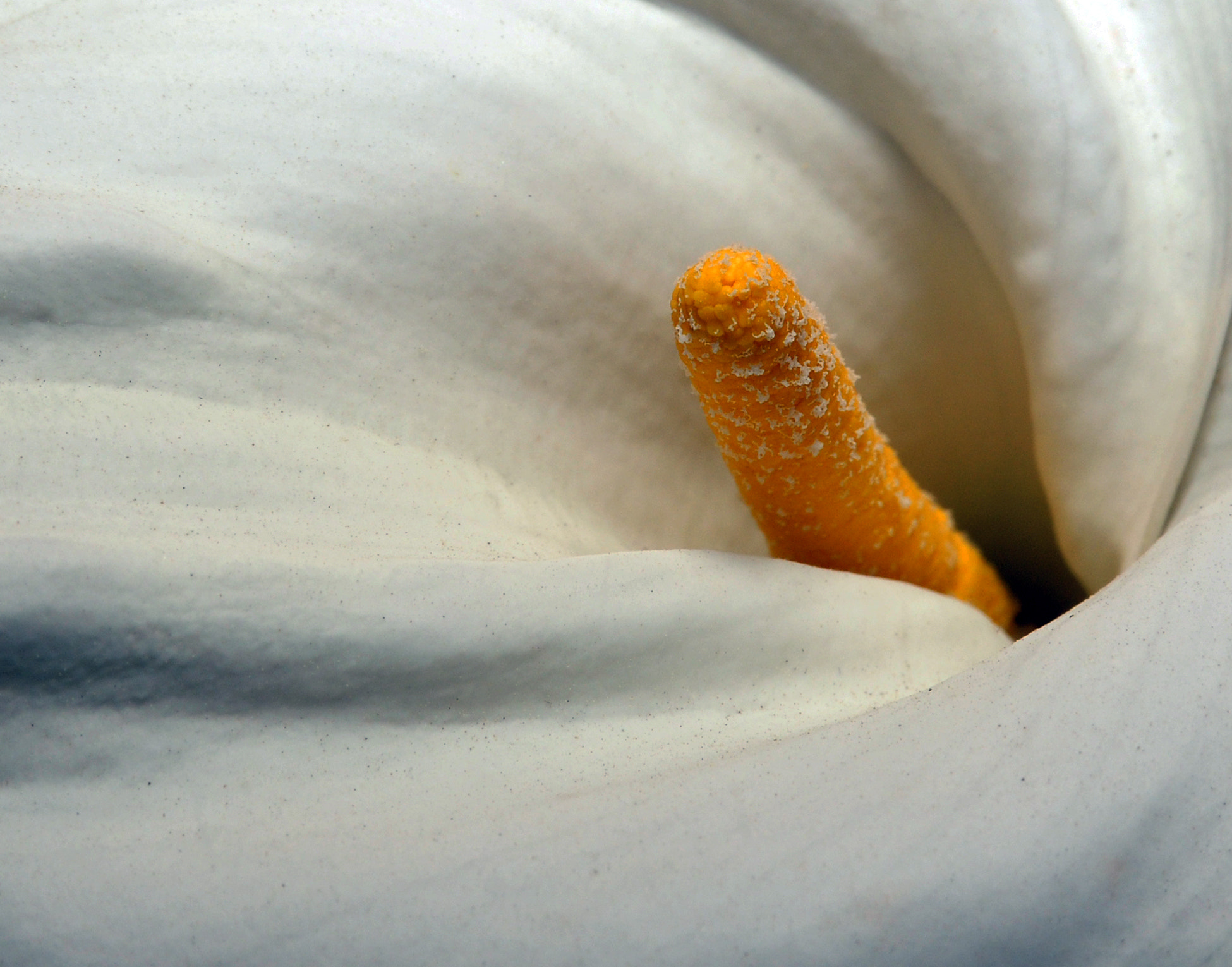 IX-Nikkor 60-180mm f/4-5.6 sample photo. Flower photography