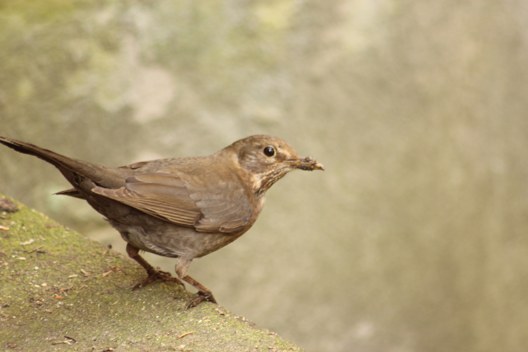 Sigma 70-300mm F4-5.6 APO DG Macro sample photo. Blackbird nest building photography