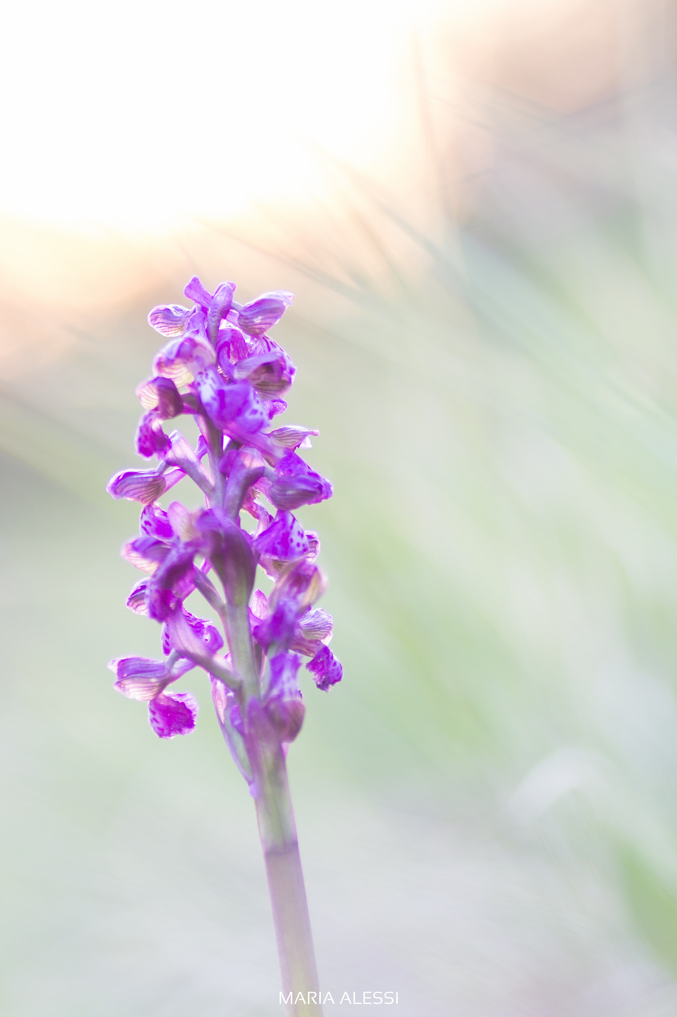 Tamron SP AF 90mm F2.8 Di Macro sample photo. Anacamptis morio photography