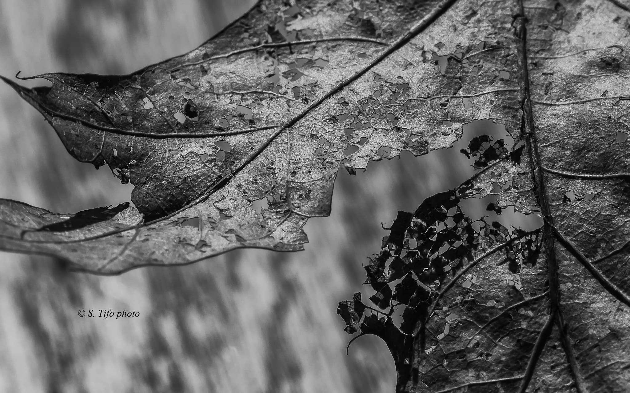 Canon EF-S 60mm F2.8 Macro USM sample photo. Mosaique ..b/w ... photography