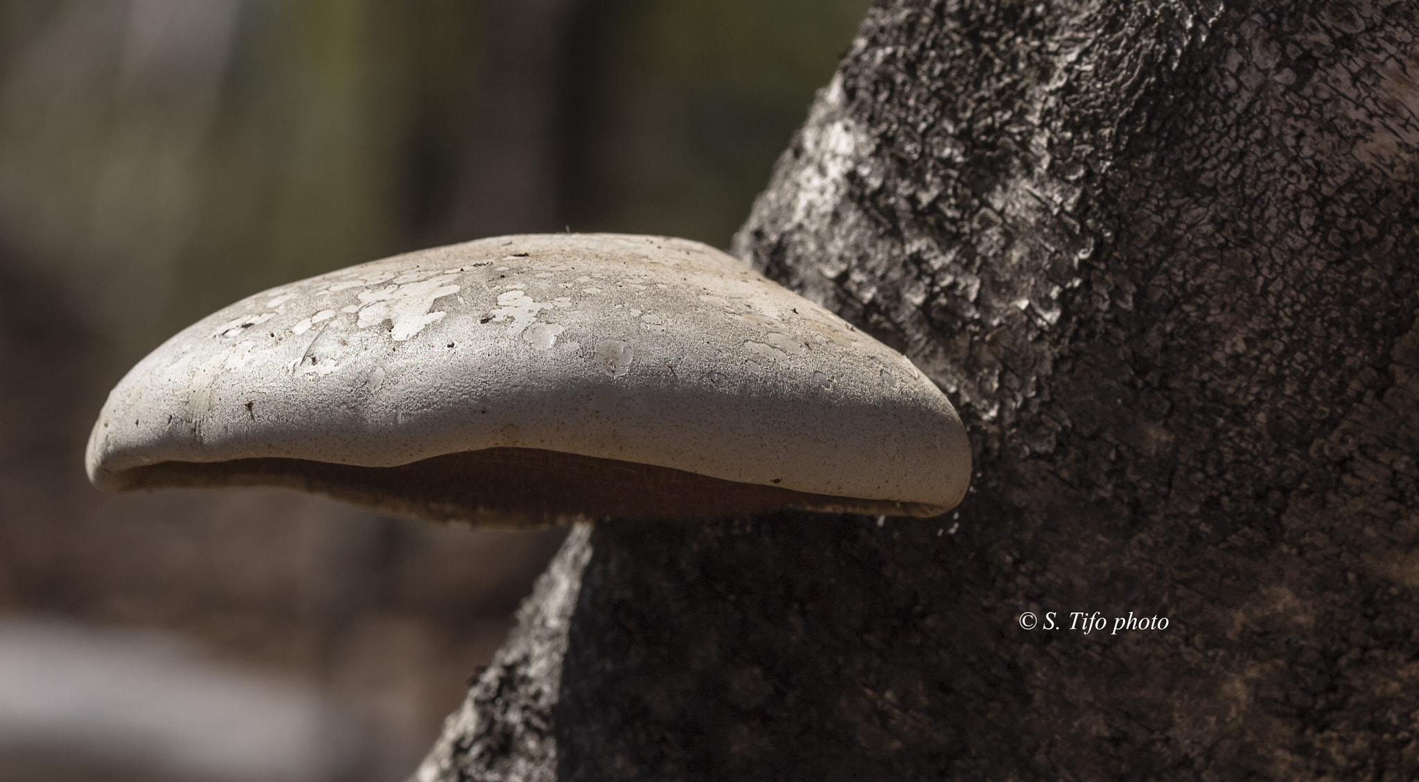 Sigma 105mm F2.8 EX DG OS HSM sample photo. Mushroom in the sun ... photography