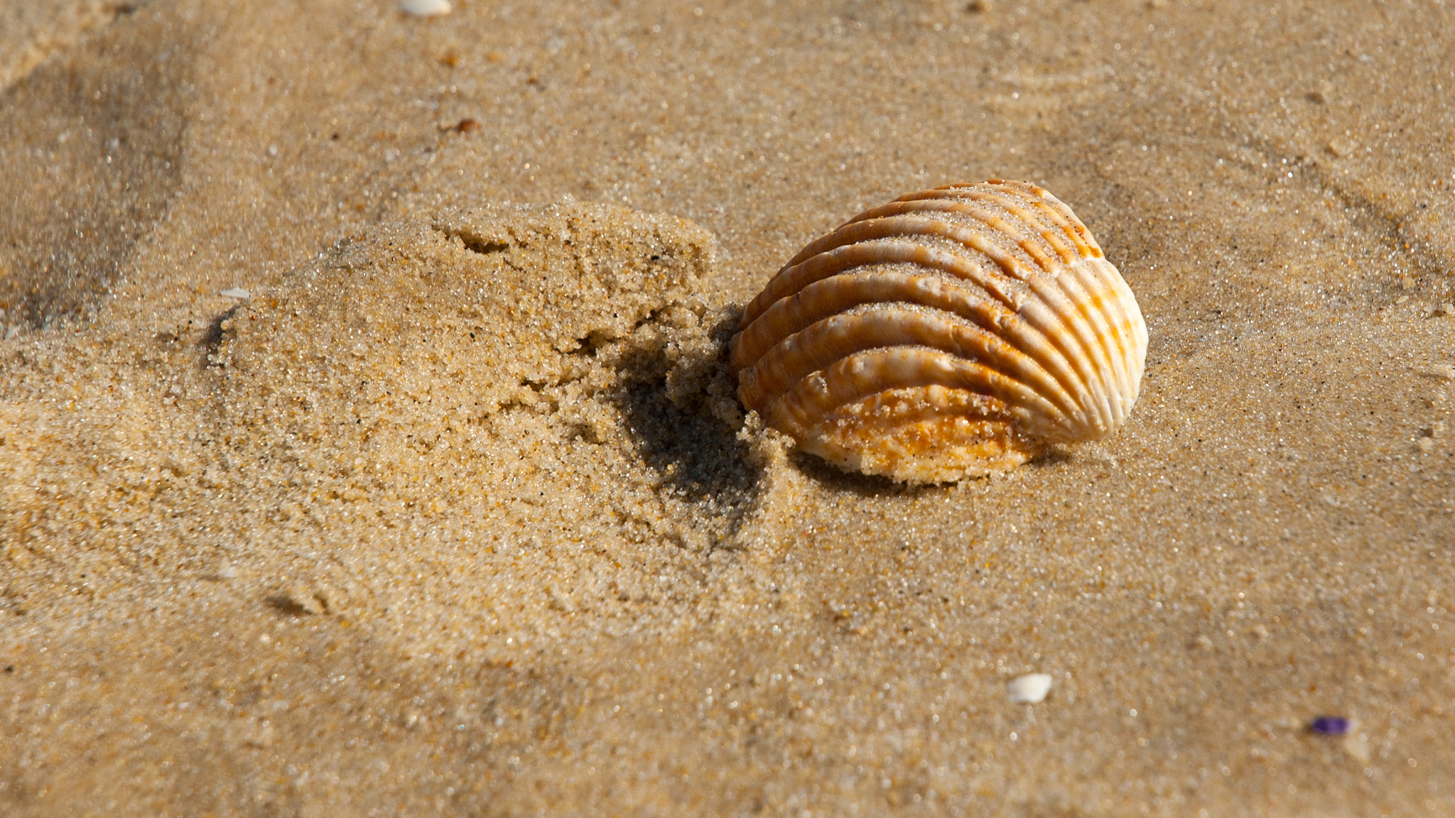 Nikon D50 sample photo. Shell photography