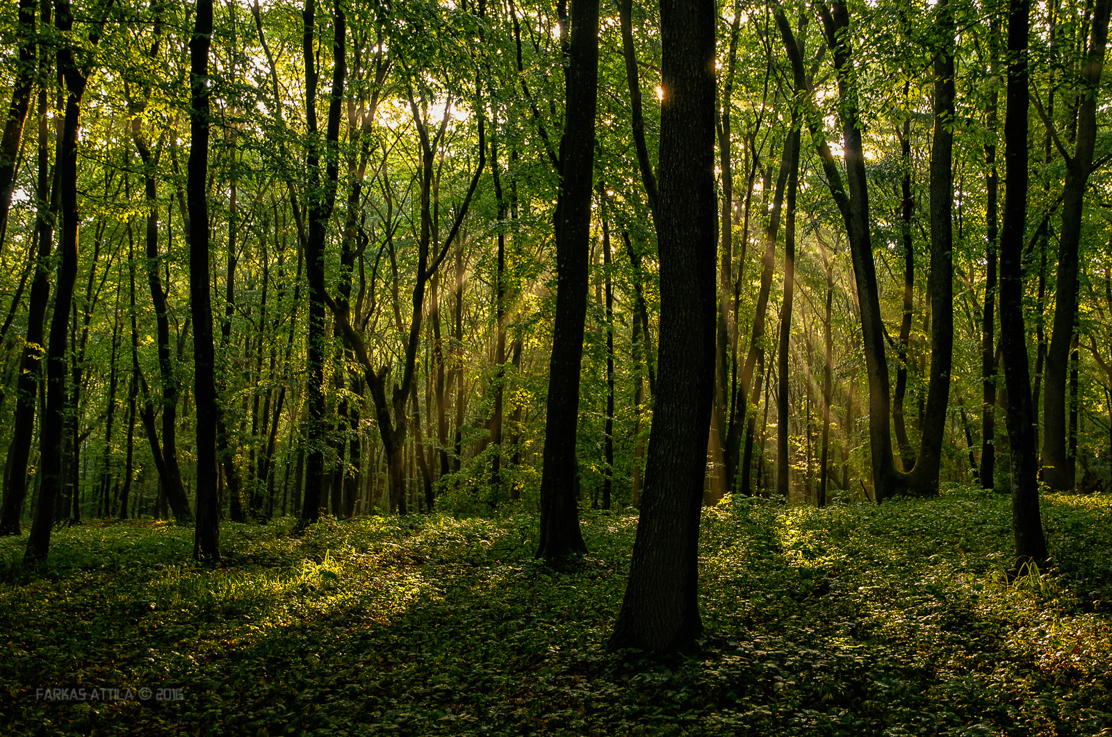 Nikon D60 sample photo. Forest in may...and the tyndall effect... photography