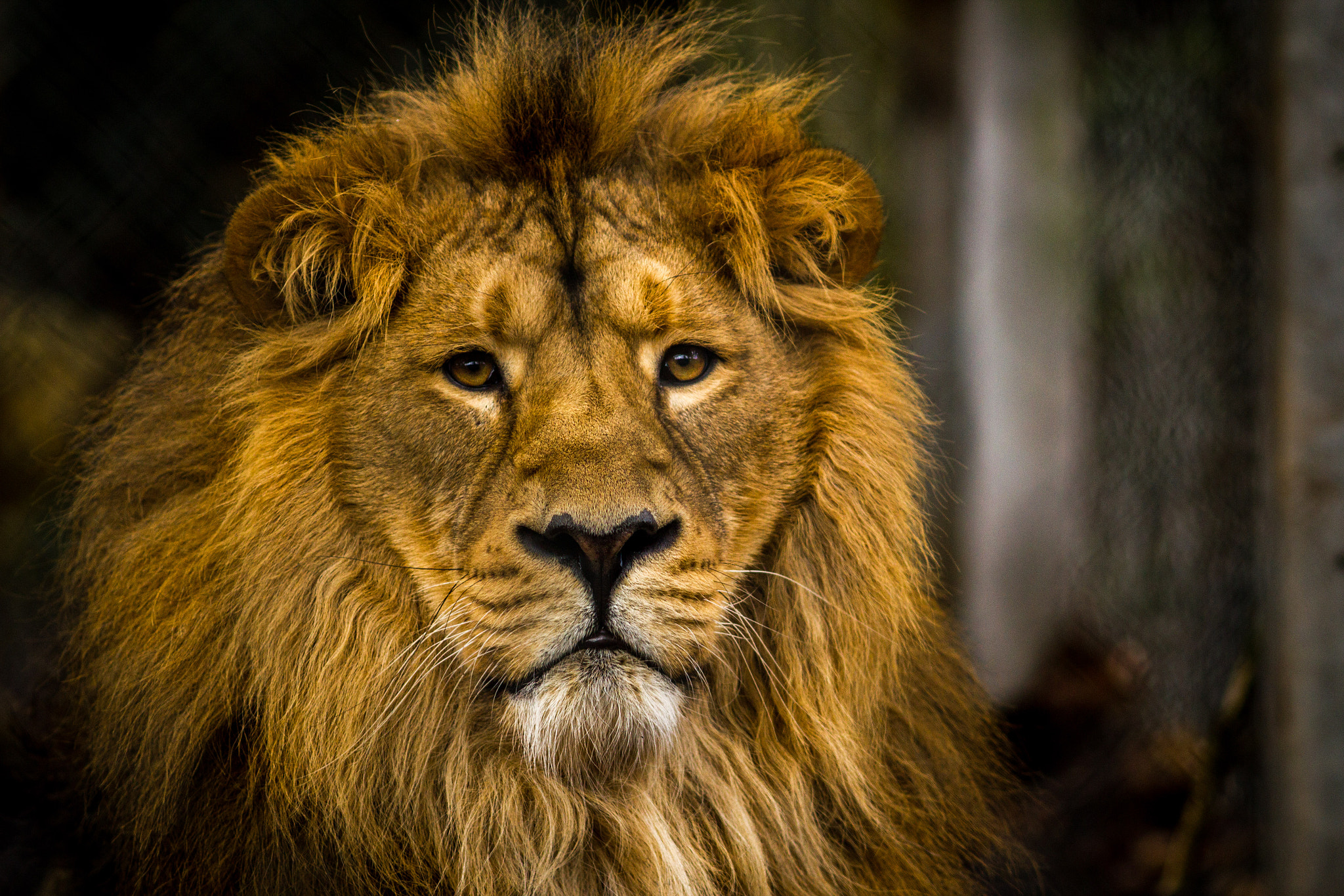 Canon EOS 550D (EOS Rebel T2i / EOS Kiss X4) + Canon EF 200mm F2.8L II USM sample photo. Male asiatic lion photography