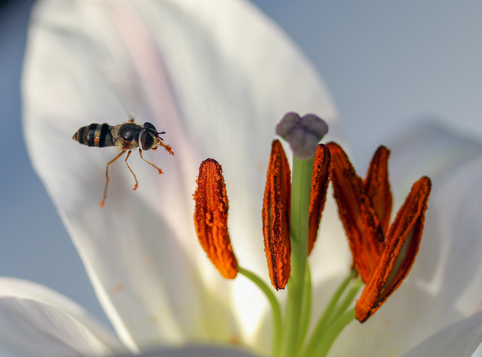 Canon EF-S 60mm F2.8 Macro USM sample photo. Hoverfly photography