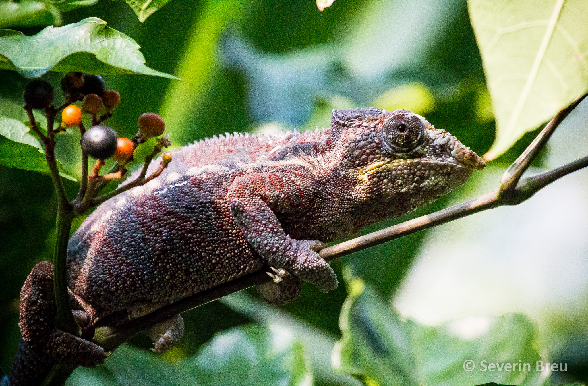 Canon EF 100-400mm F4.5-5.6L IS USM sample photo. Cameleon photography