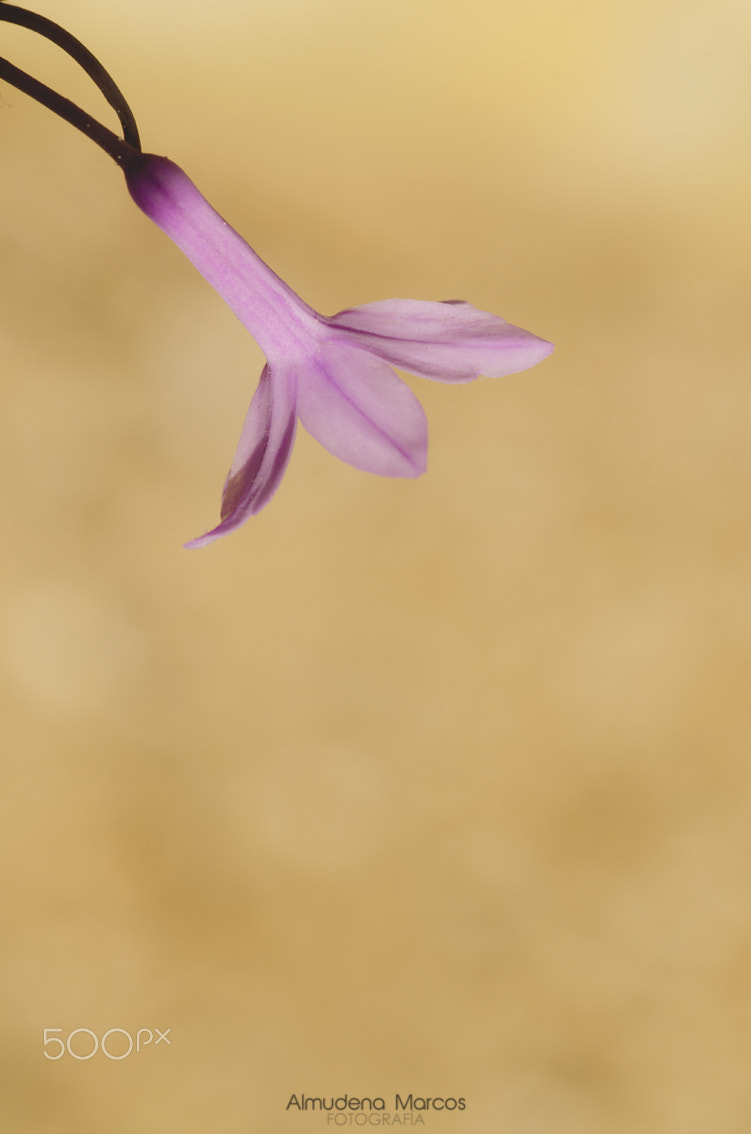 Cosina AF 100mm F3.5 Macro sample photo. . photography