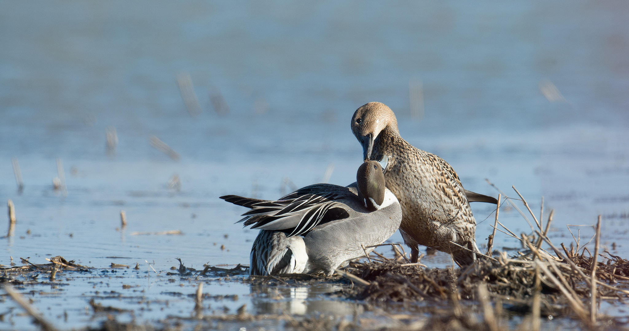 Nikon D4 sample photo. Canard pilet - anas acuta - northern pintail photography