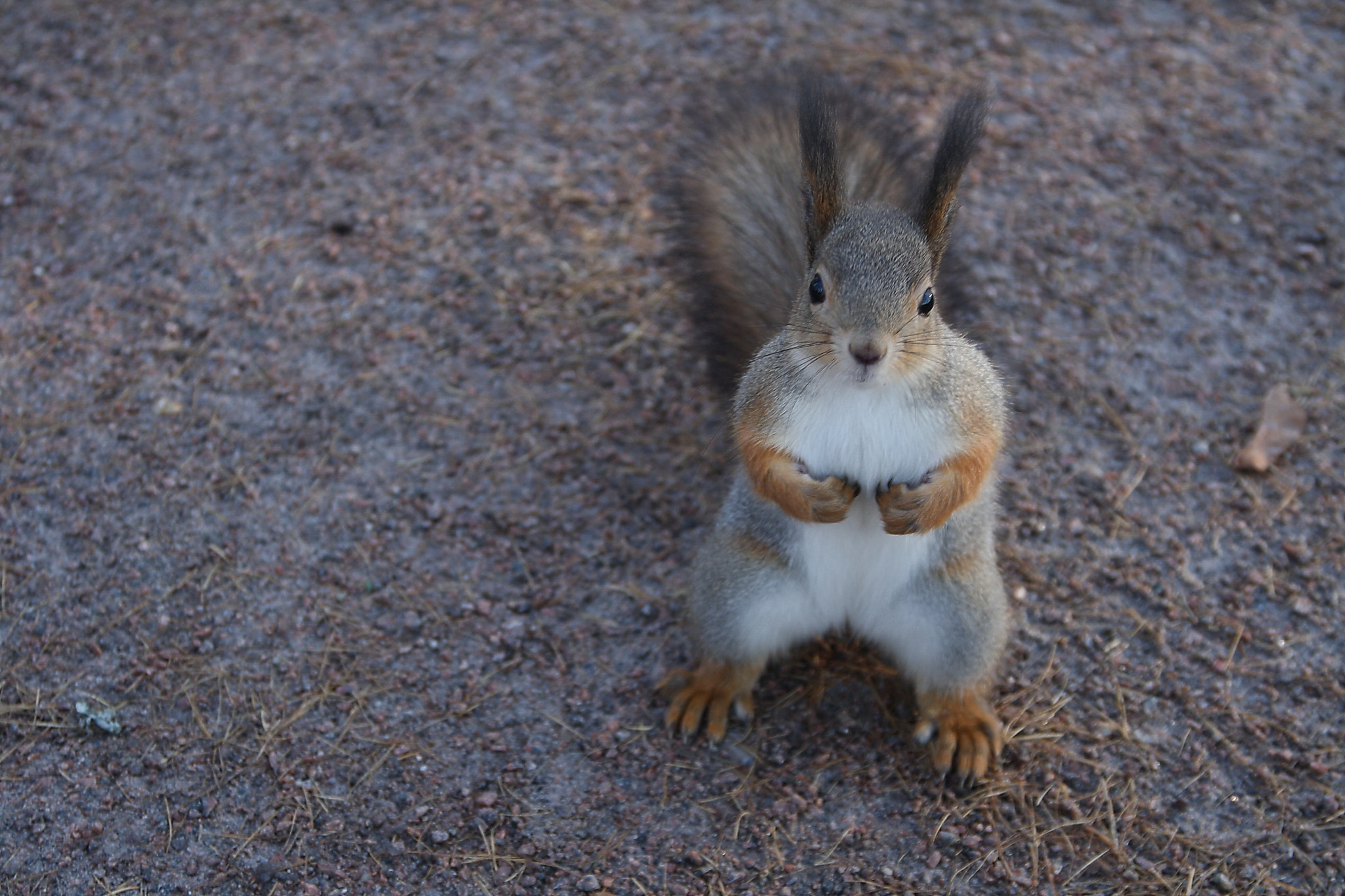 Sigma 18-125mm F3.8-5.6 DC OS HSM sample photo. Where my nuts? photography