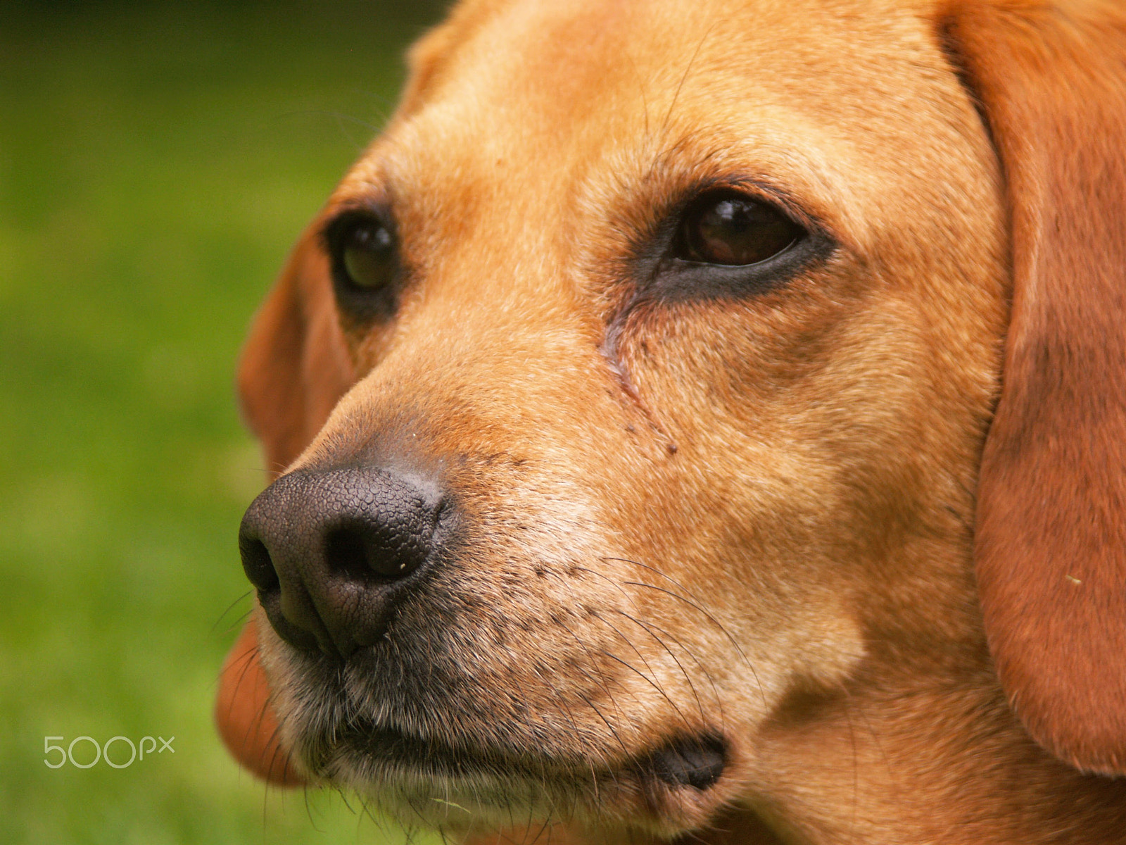 KONICA MINOLTA DiMAGE A2 sample photo. Yep - that's my dog... photography