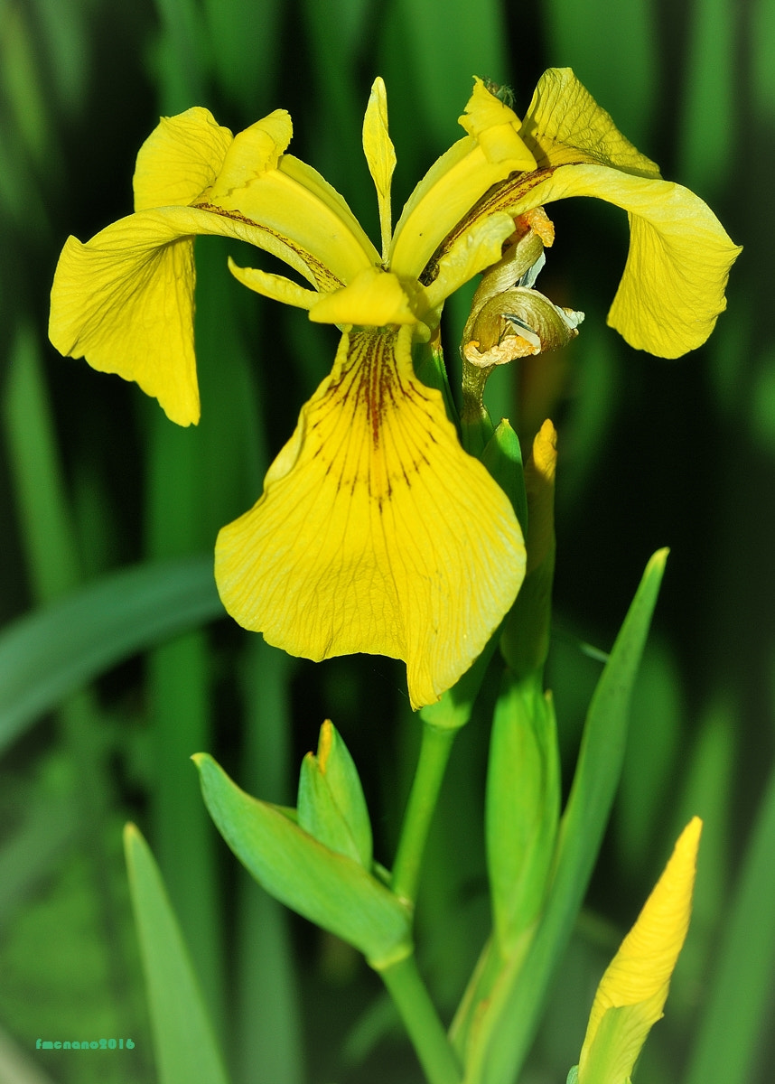 Nikon D60 sample photo. Lirio amarillo1 photography