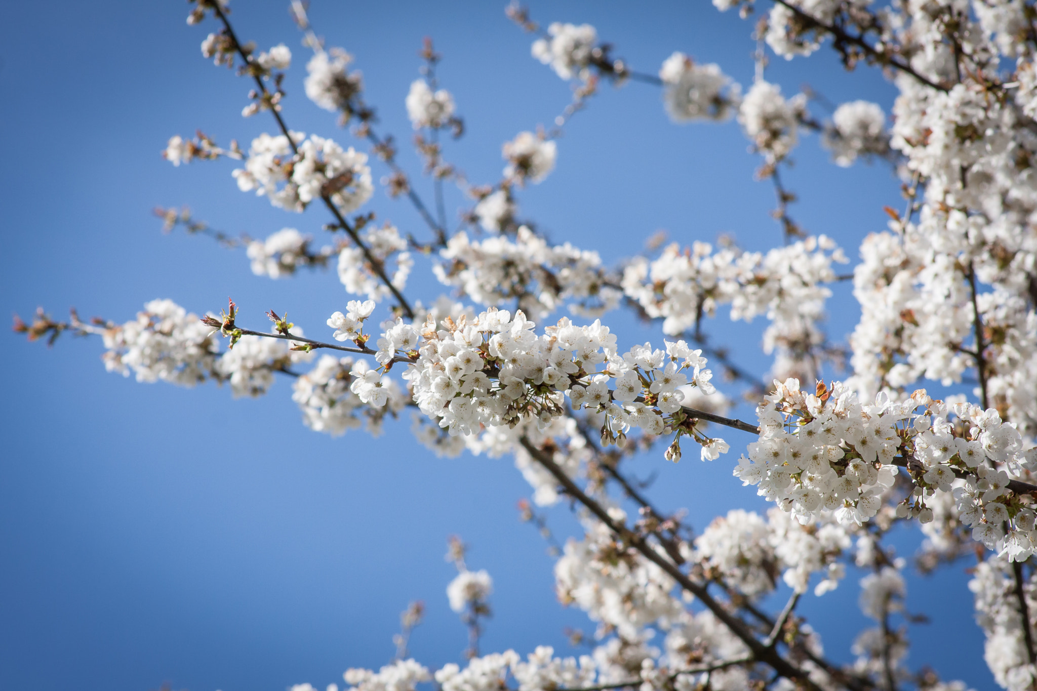 Sigma 70-300mm F4-5.6 APO DG Macro sample photo. Blossom photography