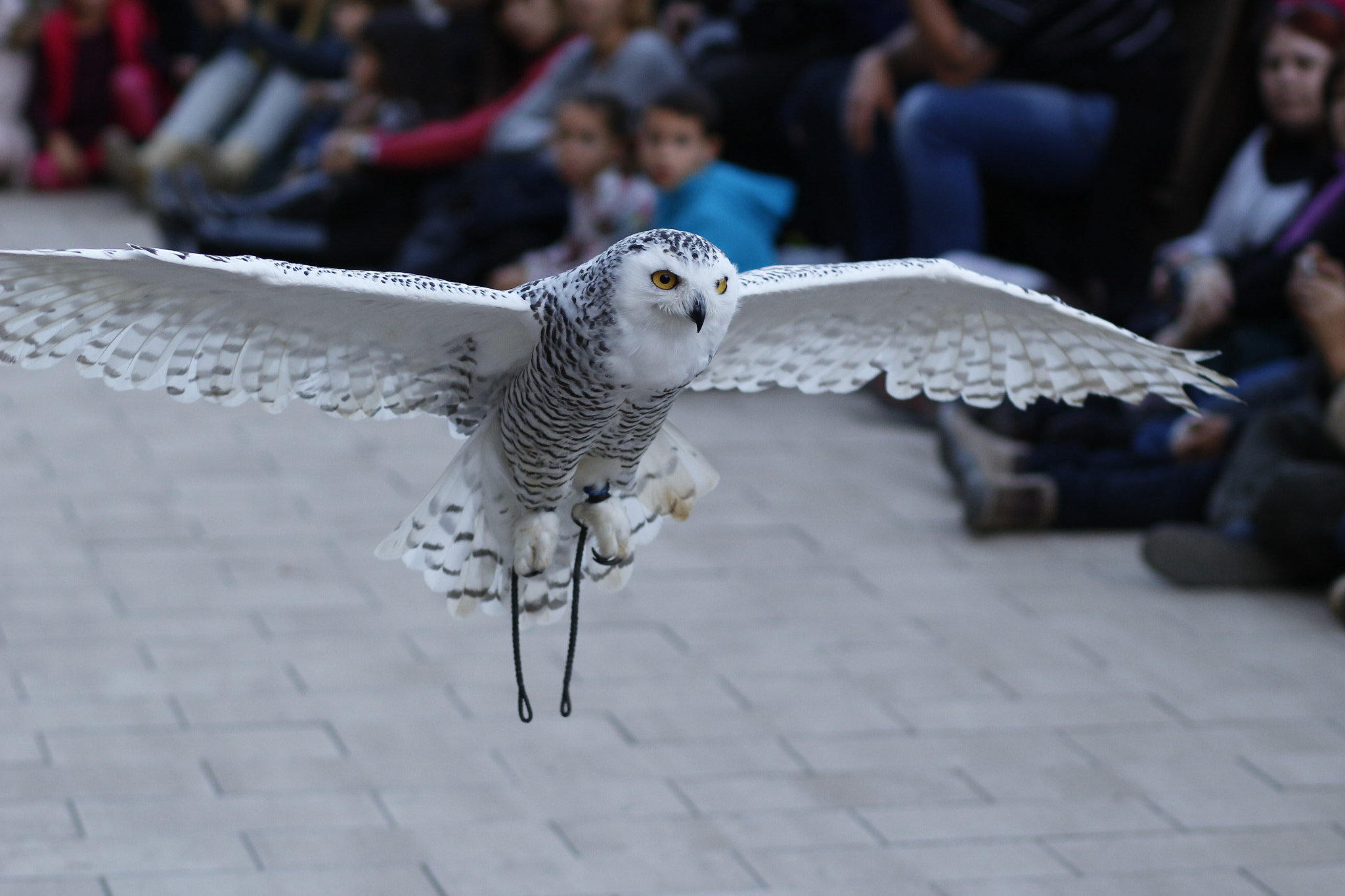 Canon EOS 100D (EOS Rebel SL1 / EOS Kiss X7) + Canon EF 85mm F1.8 USM sample photo. White owl photography