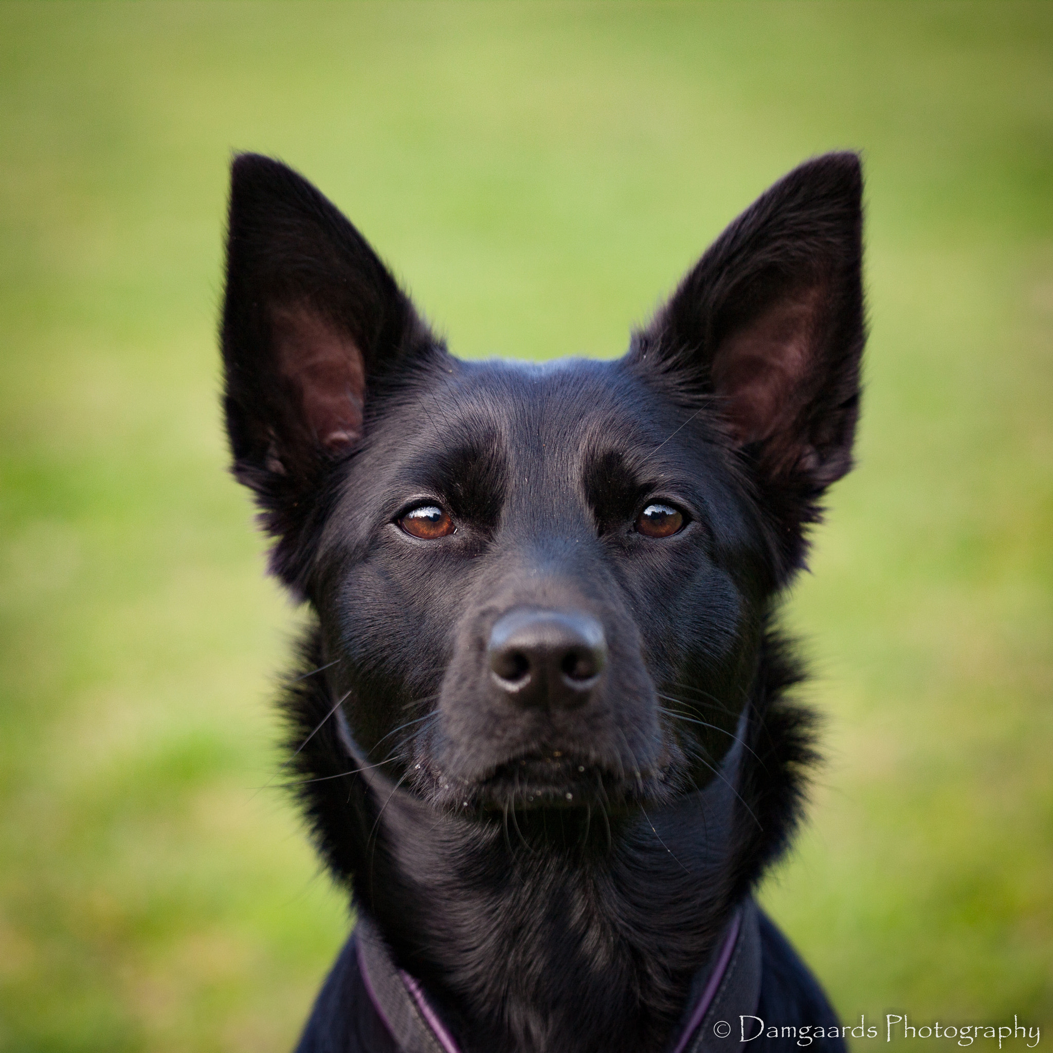 Canon EOS-1Ds Mark III sample photo. 5l0r9969.jpg photography