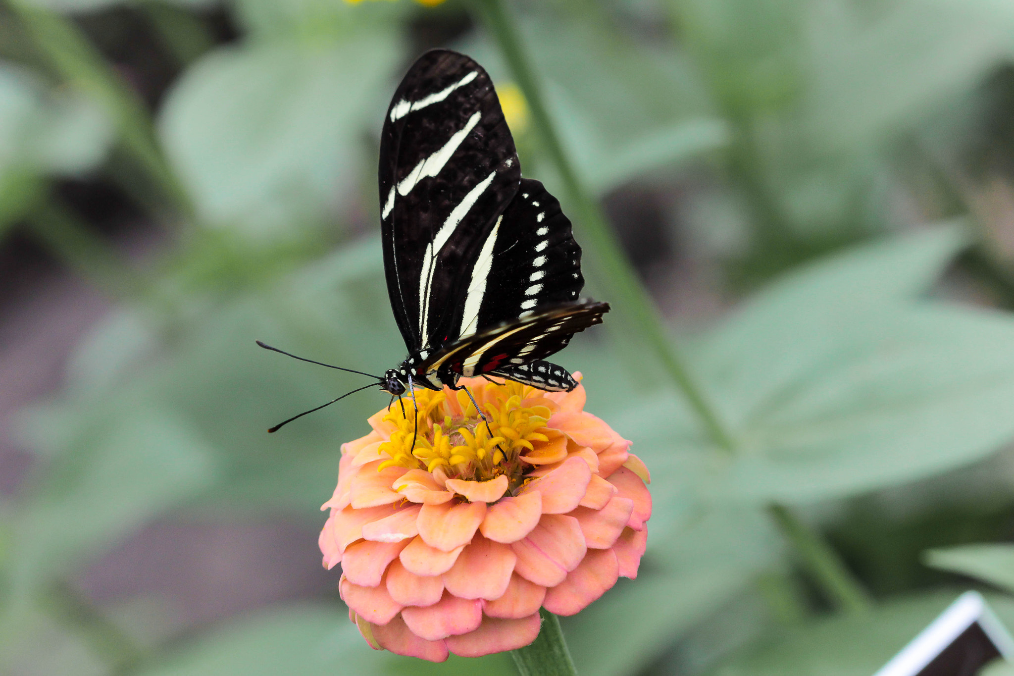 Canon EF 100mm F2.8 Macro USM sample photo. Wings of fancy photography