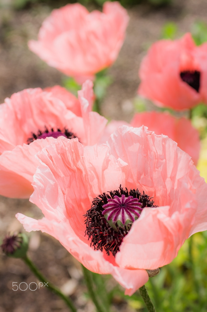 Sony Alpha DSLR-A580 + Sigma 30mm F1.4 EX DC HSM sample photo. Poppies photography