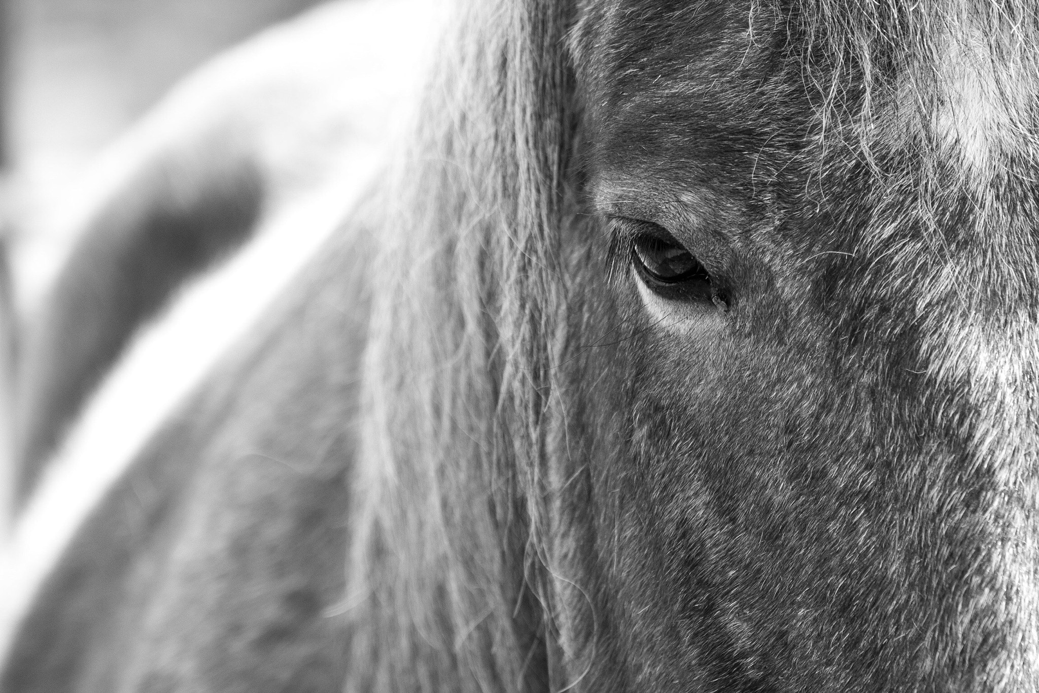 Canon EOS 650D (EOS Rebel T4i / EOS Kiss X6i) sample photo. Pony photography
