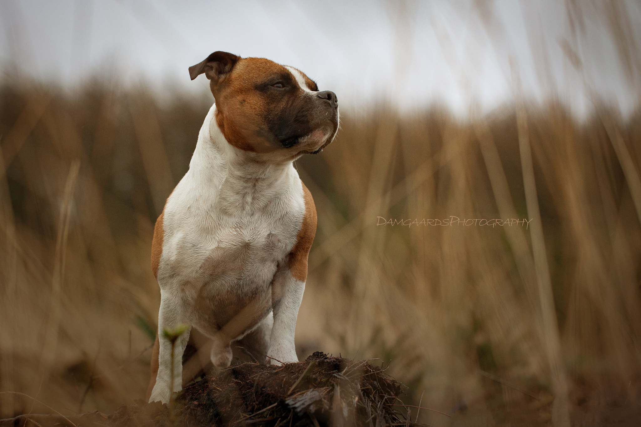 Canon EOS-1Ds Mark III sample photo. 5l0r9671.jpg photography