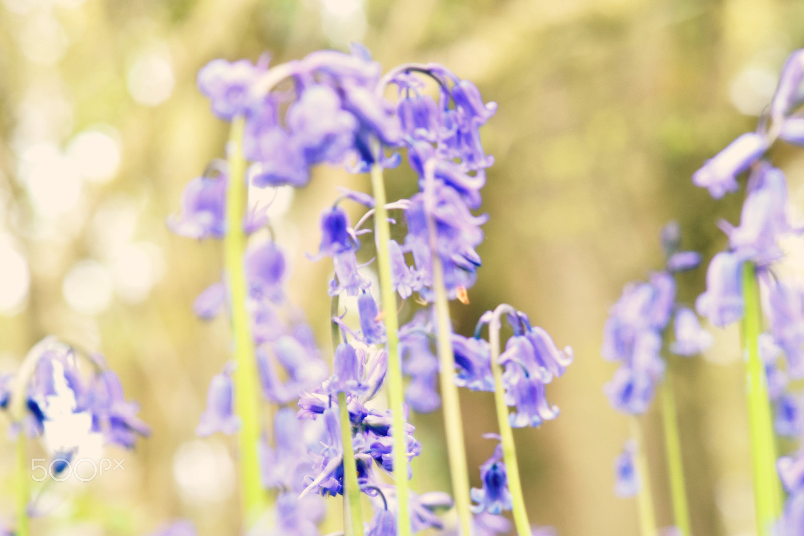 Sigma 70-300mm F4-5.6 APO DG Macro sample photo. Bliss in bluebells photography
