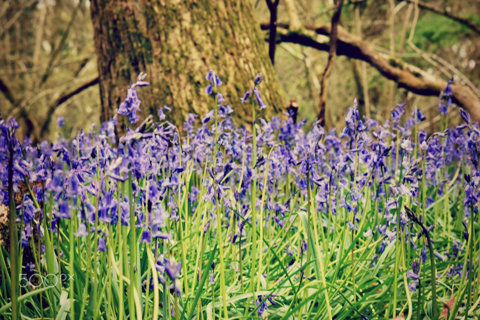 Sigma 70-300mm F4-5.6 APO DG Macro sample photo. Bliss in bluebells photography