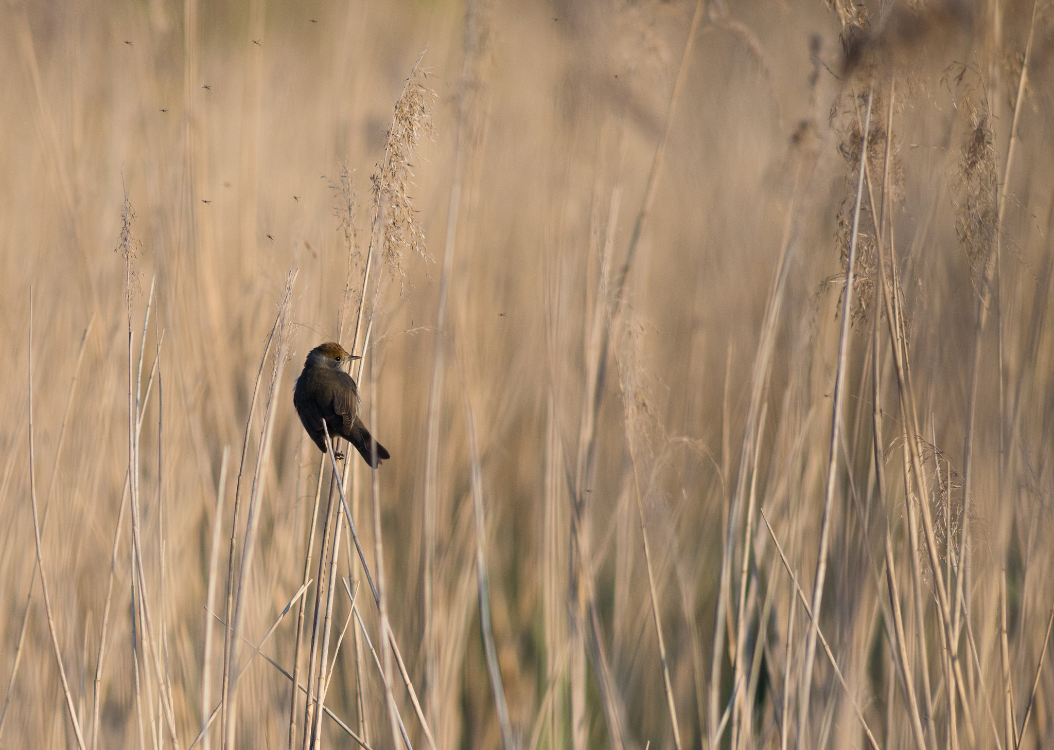 Nikon D600 + AF Nikkor 300mm f/4 IF-ED sample photo. Carricero photography