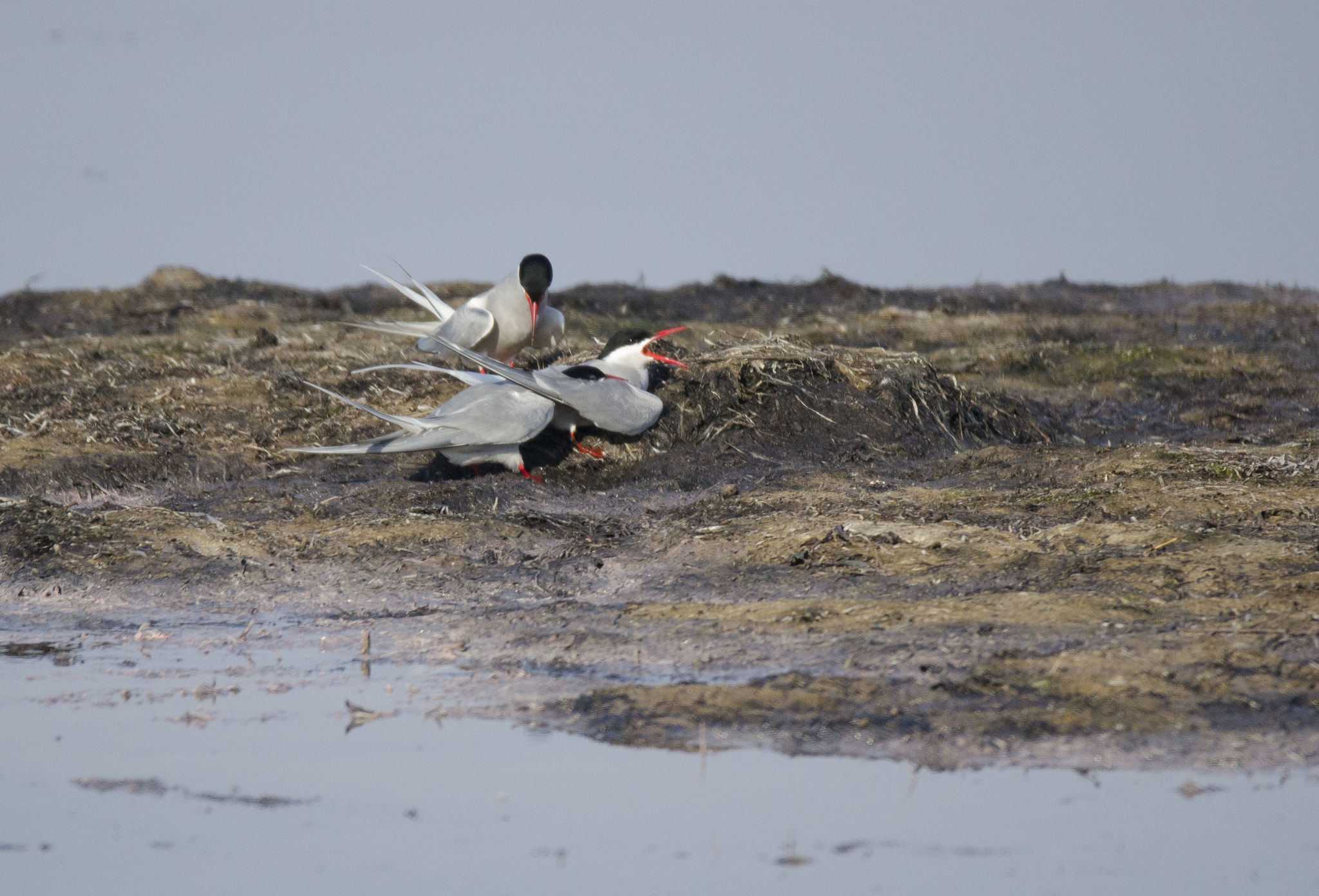 Sigma 150-600mm F5-6.3 DG OS HSM | S sample photo. Tjyvnyp photography