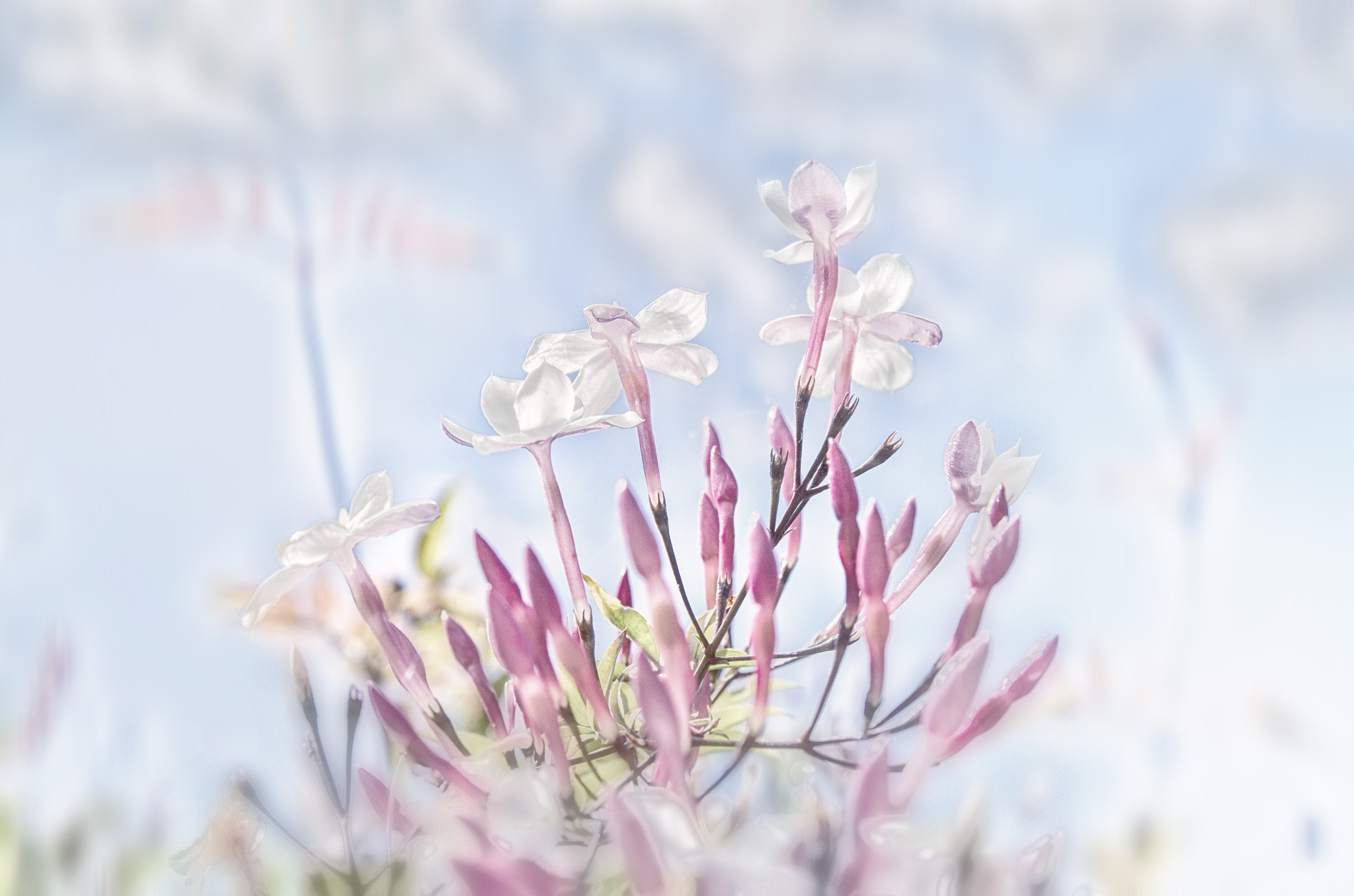 Sigma 17-70mm F2.8-4 DC Macro OS HSM | C sample photo. Jasmine photography