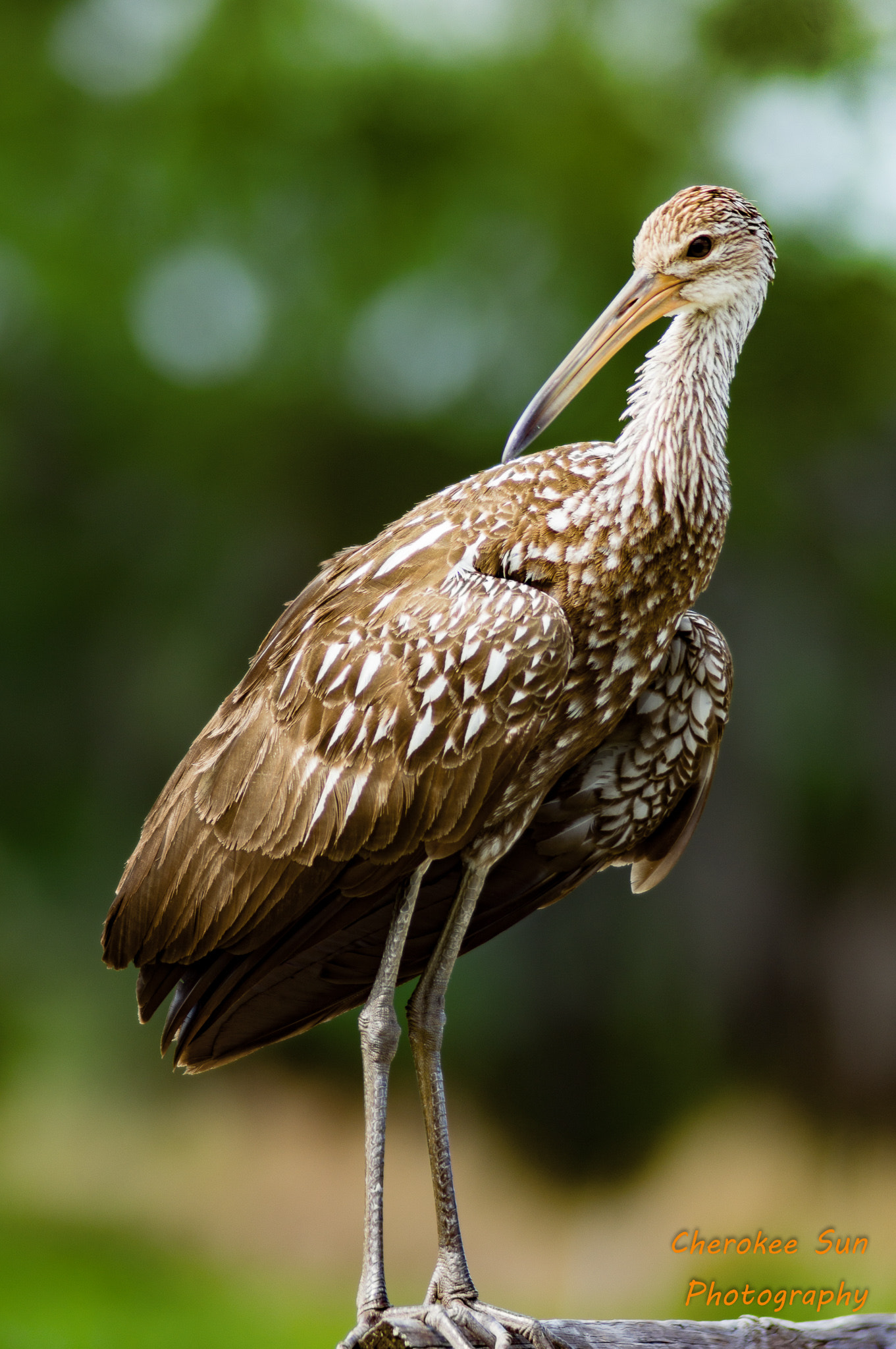 Tamron 200-400mm F5.6 LD sample photo. Limpkin by the marsh photography