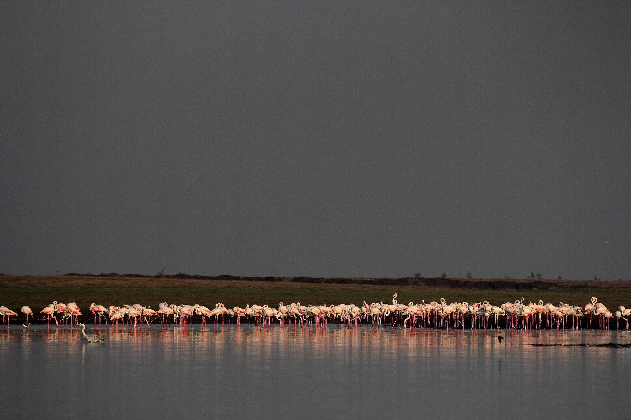 Canon EF 70-200mm F2.8L IS II USM sample photo. Flamingo thing photography
