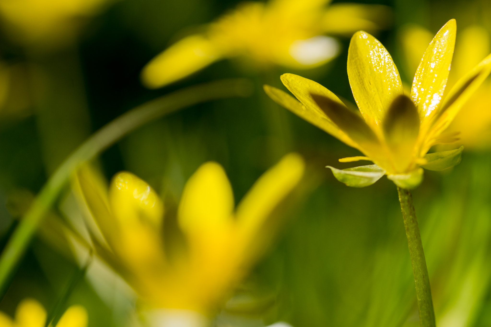 Sony SLT-A65 (SLT-A65V) + Tamron SP AF 90mm F2.8 Di Macro sample photo. Yellow flowers photography