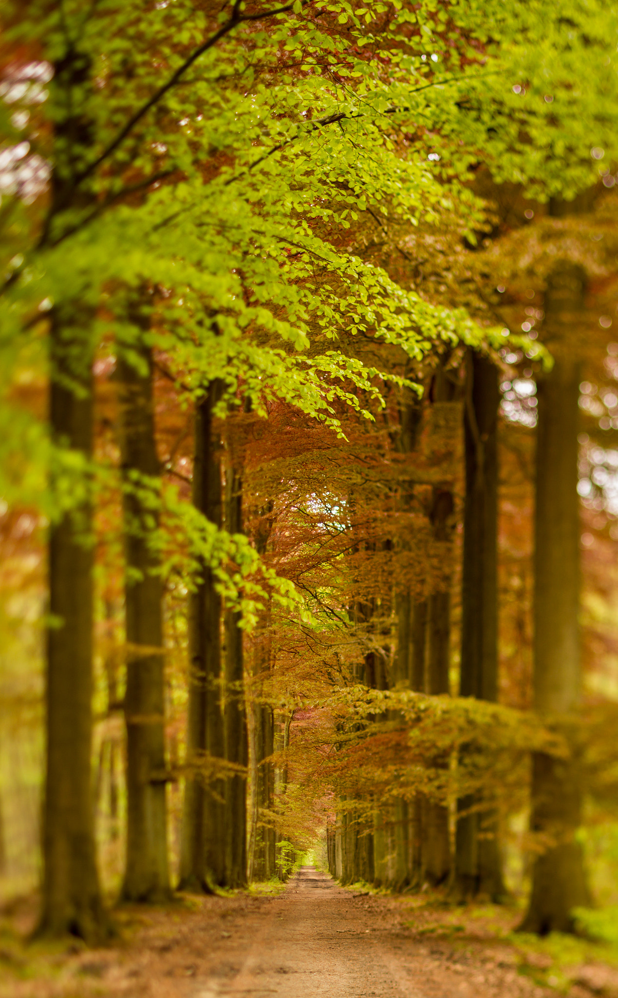 Canon EOS 7D + Canon TS-E 45mm F2.8 Tilt-Shift sample photo. Red beech cathedral photography