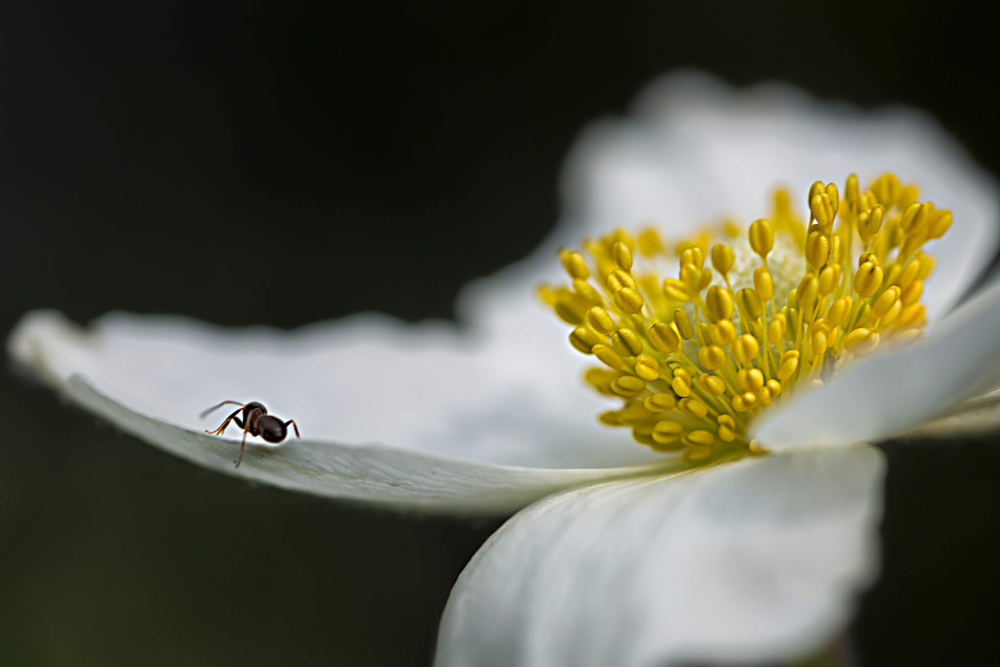 Canon EOS 6D + Sigma 105mm F2.8 EX DG Macro sample photo. Anemone photography