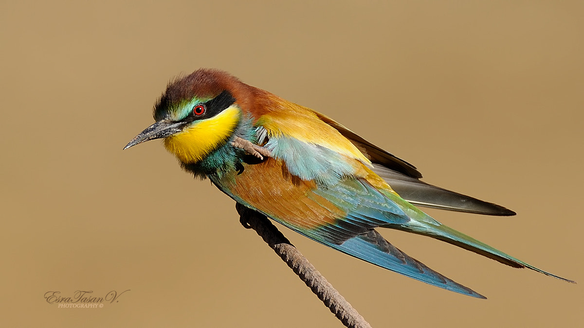 Nikon D700 + Nikon AF-S Nikkor 600mm F4D ED-IF II sample photo. Bee eater / arıkuşu... photography