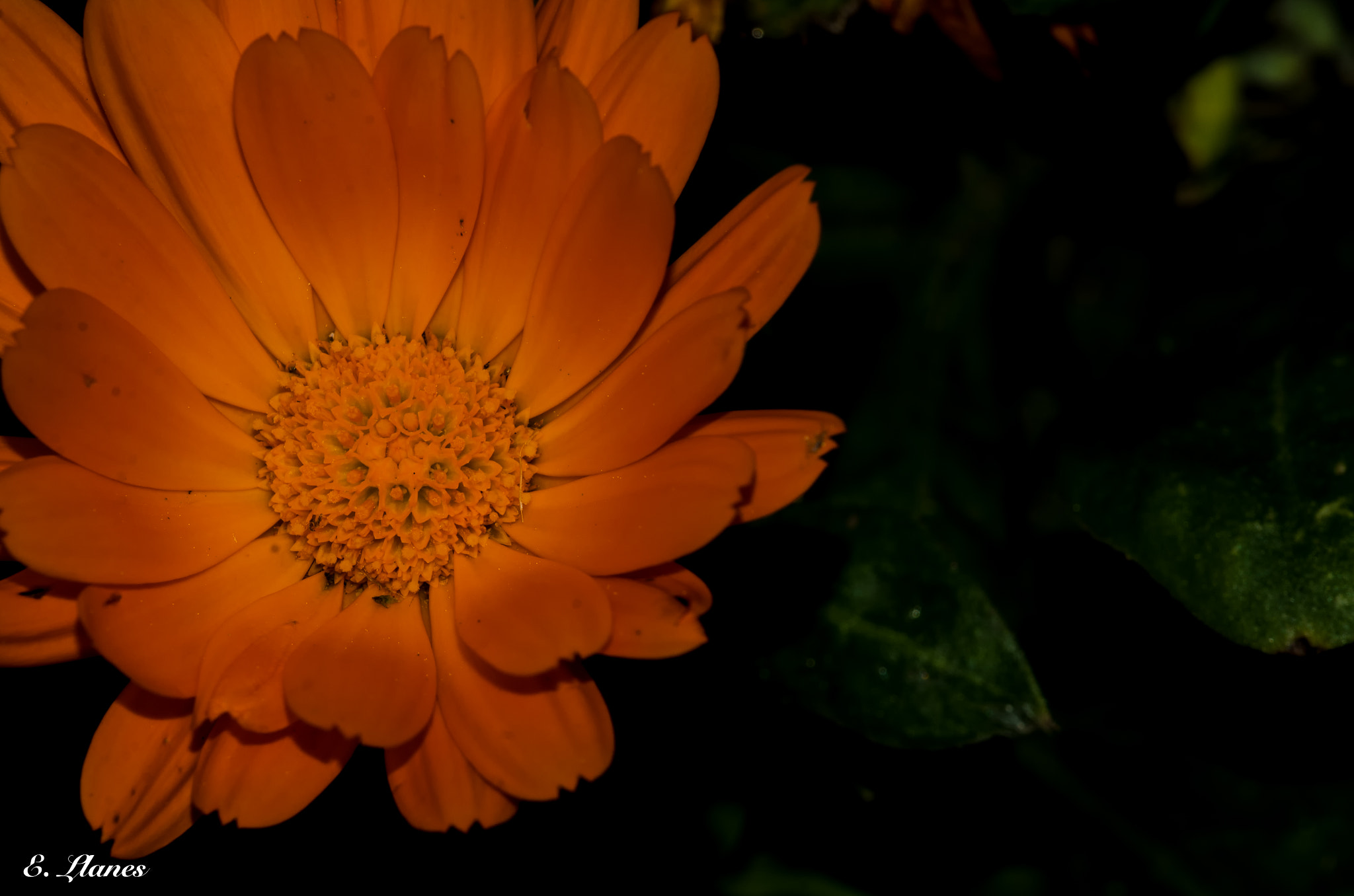Sigma 150mm F2.8 EX DG Macro HSM sample photo. Y se hizo la luz photography