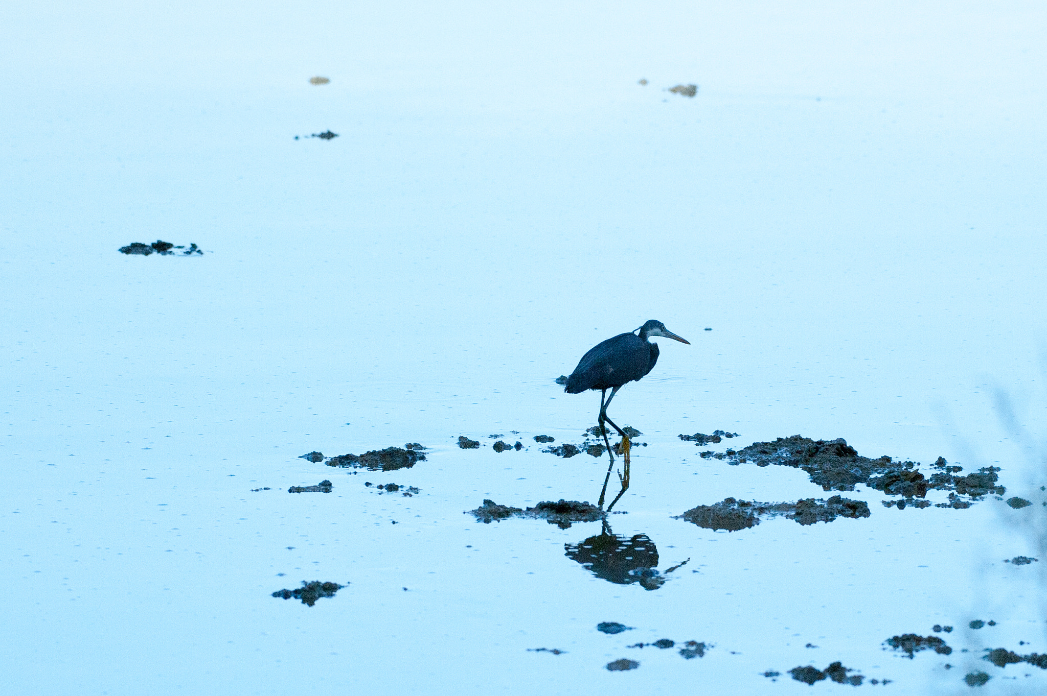 Nikon AF-S Nikkor 200-500mm F5.6E ED VR sample photo. Hmz_5908.jpg photography