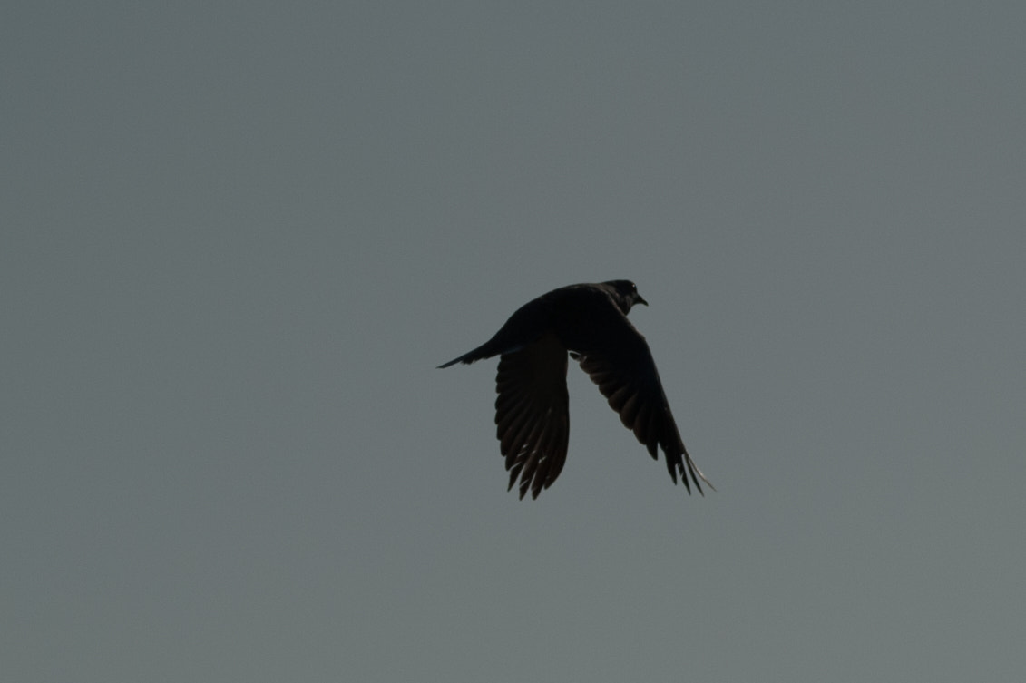 Nikon AF-S Nikkor 200-500mm F5.6E ED VR sample photo. Hmz_5868.jpg photography