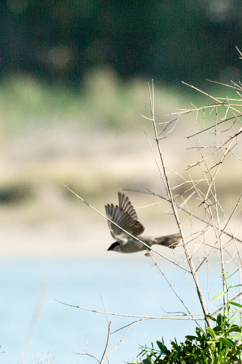 Nikon AF-S Nikkor 200-500mm F5.6E ED VR sample photo. Hmz_5896.jpg photography