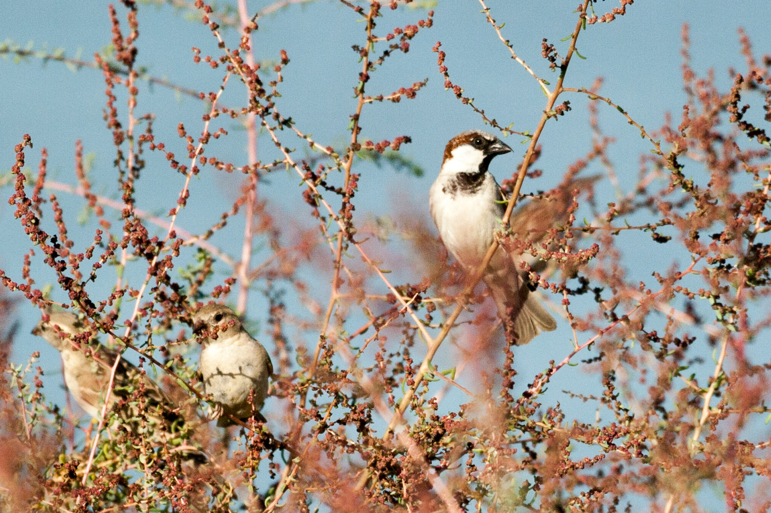 Nikon AF-S Nikkor 200-500mm F5.6E ED VR sample photo. Hmz_5938.jpg photography