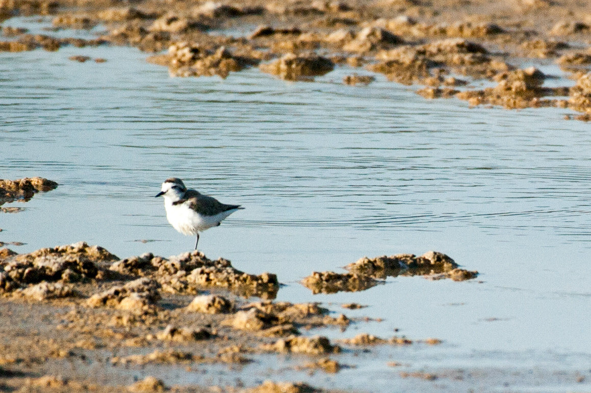 Nikon AF-S Nikkor 200-500mm F5.6E ED VR sample photo. Hmz_6031.jpg photography