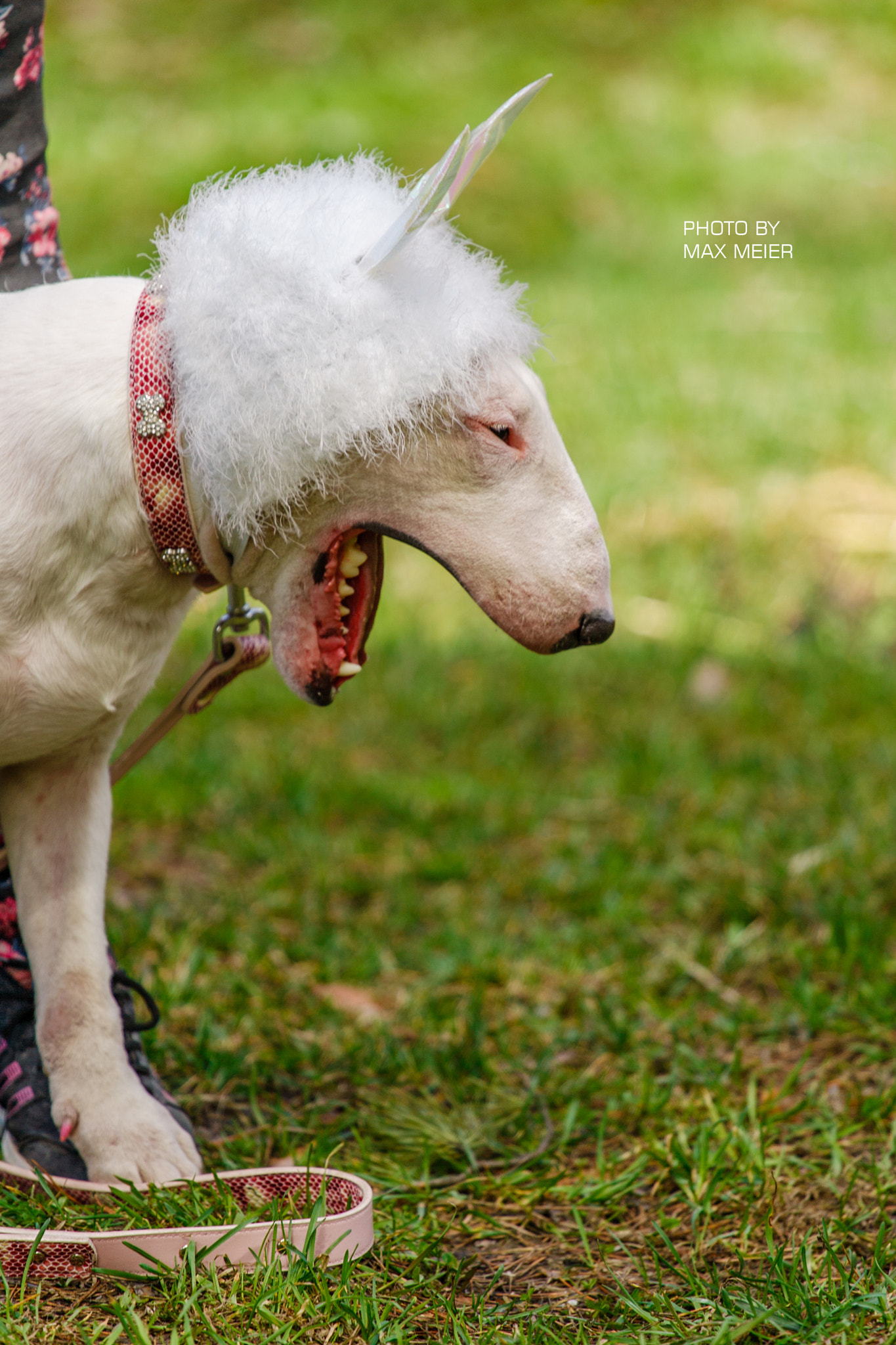 Canon EOS-1D Mark II sample photo. *** photography