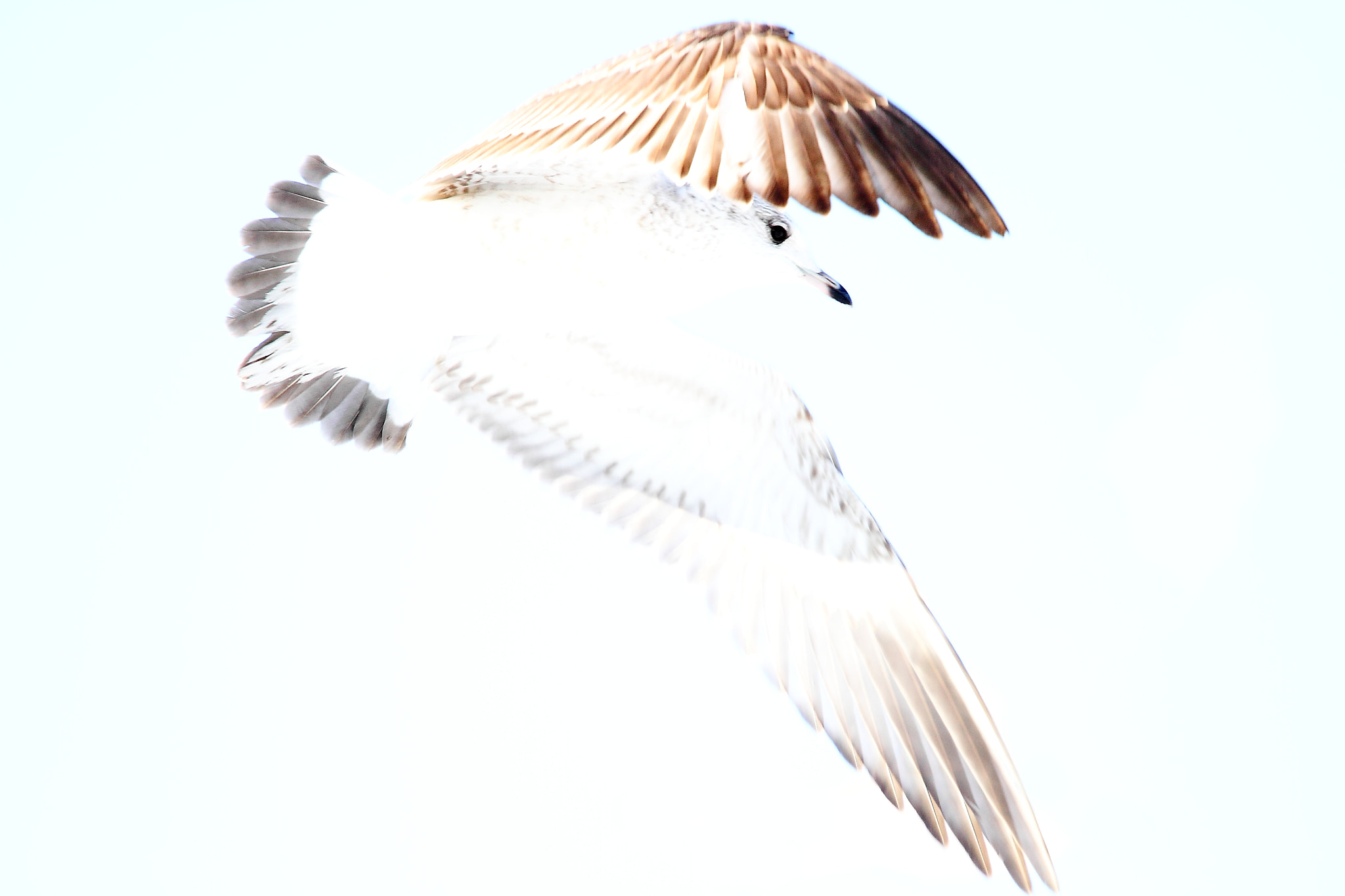 Canon EF 70-200mm F4L IS USM sample photo. Flawless photography