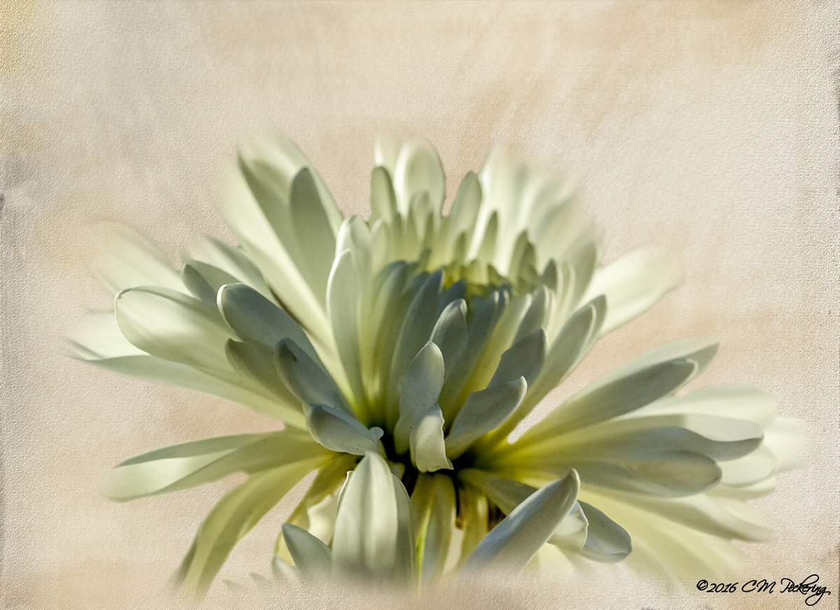 Nikon D3000 sample photo. Soft white chrysanthemum photography