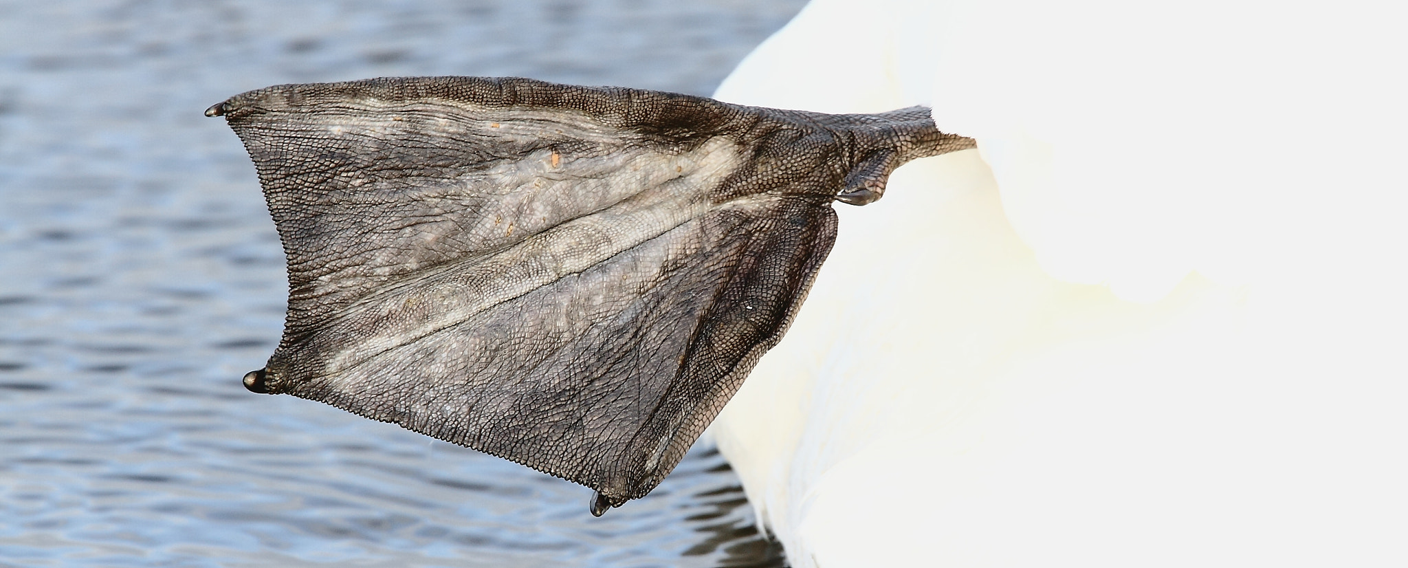 Canon EF 70-200mm F4L IS USM sample photo. I was once a dinosaurier photography