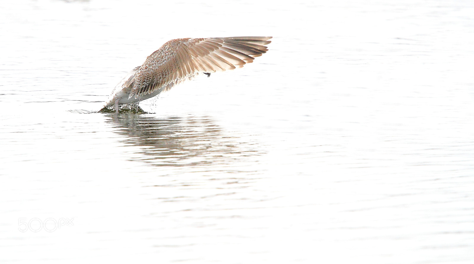 Canon EF 70-200mm F4L IS USM sample photo. Shy photography