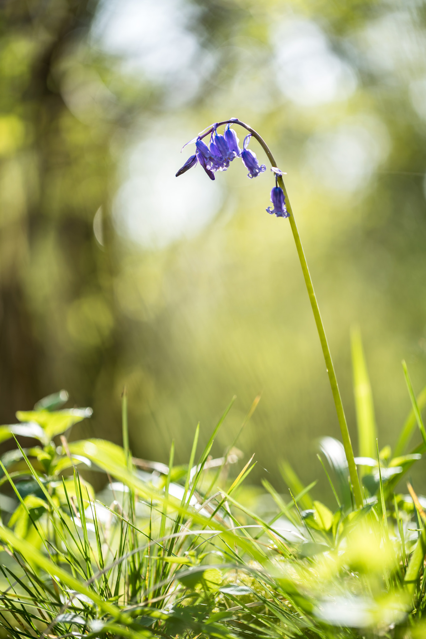 Sony a7R II + Canon EF 100mm F2.8L Macro IS USM sample photo. Bluebell photography